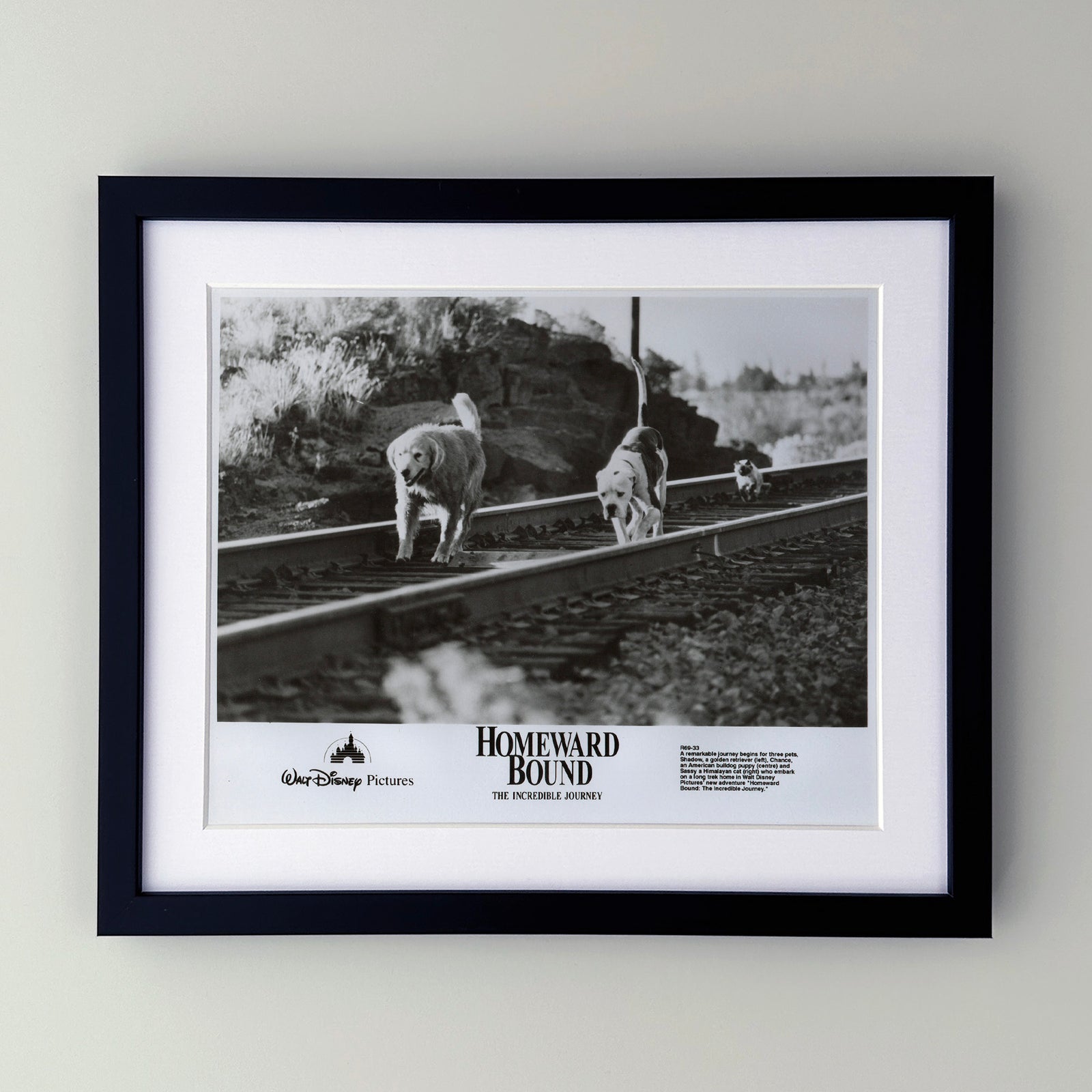 Homeward Bound 1993 Film Movie Press Publicity Still Framed