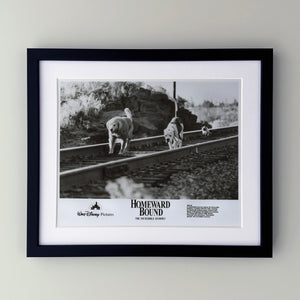 Homeward Bound 1993 Film Movie Press Publicity Still Framed