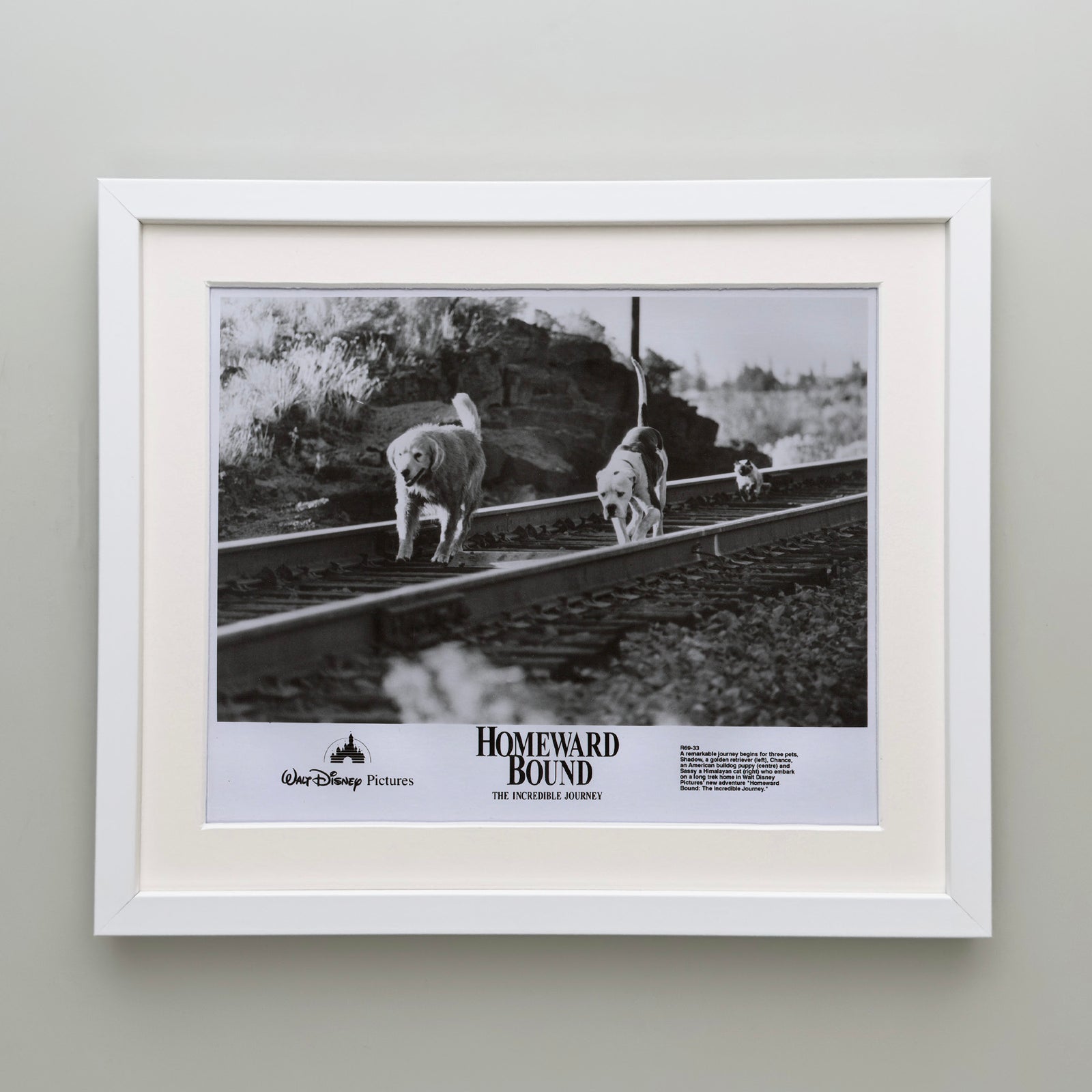 Homeward Bound 1993 Film Movie Press Publicity Still Framed