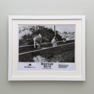 Homeward Bound 1993 Film Movie Press Publicity Still Framed