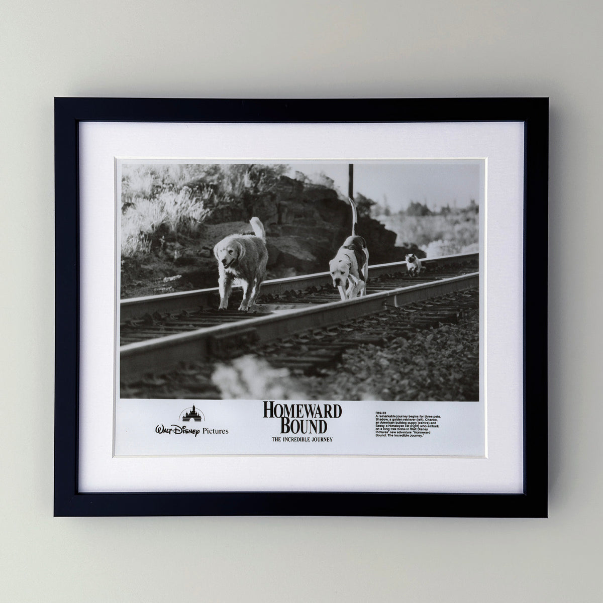 Homeward Bound 1993 Film Movie Press Publicity Still Framed