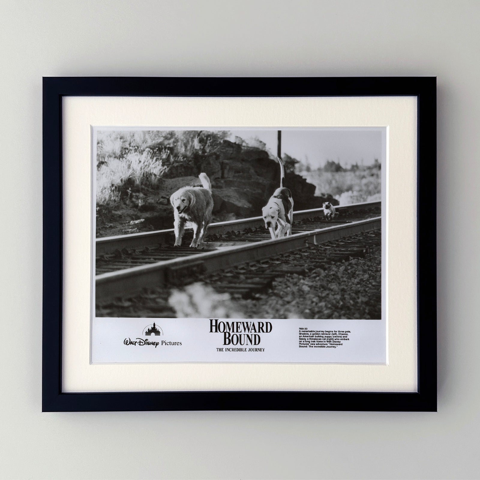 Homeward Bound 1993 Film Movie Press Publicity Still Framed