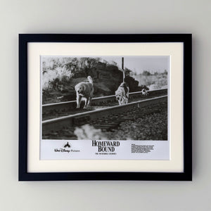 Homeward Bound 1993 Film Movie Press Publicity Still Framed