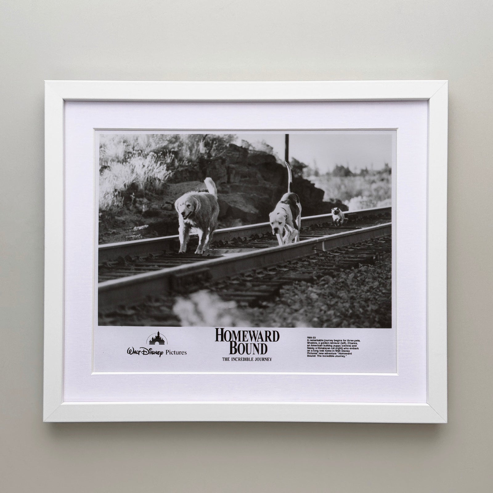 Homeward Bound 1993 Film Movie Press Publicity Still Framed