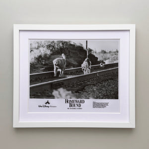 Homeward Bound 1993 Film Movie Press Publicity Still Framed