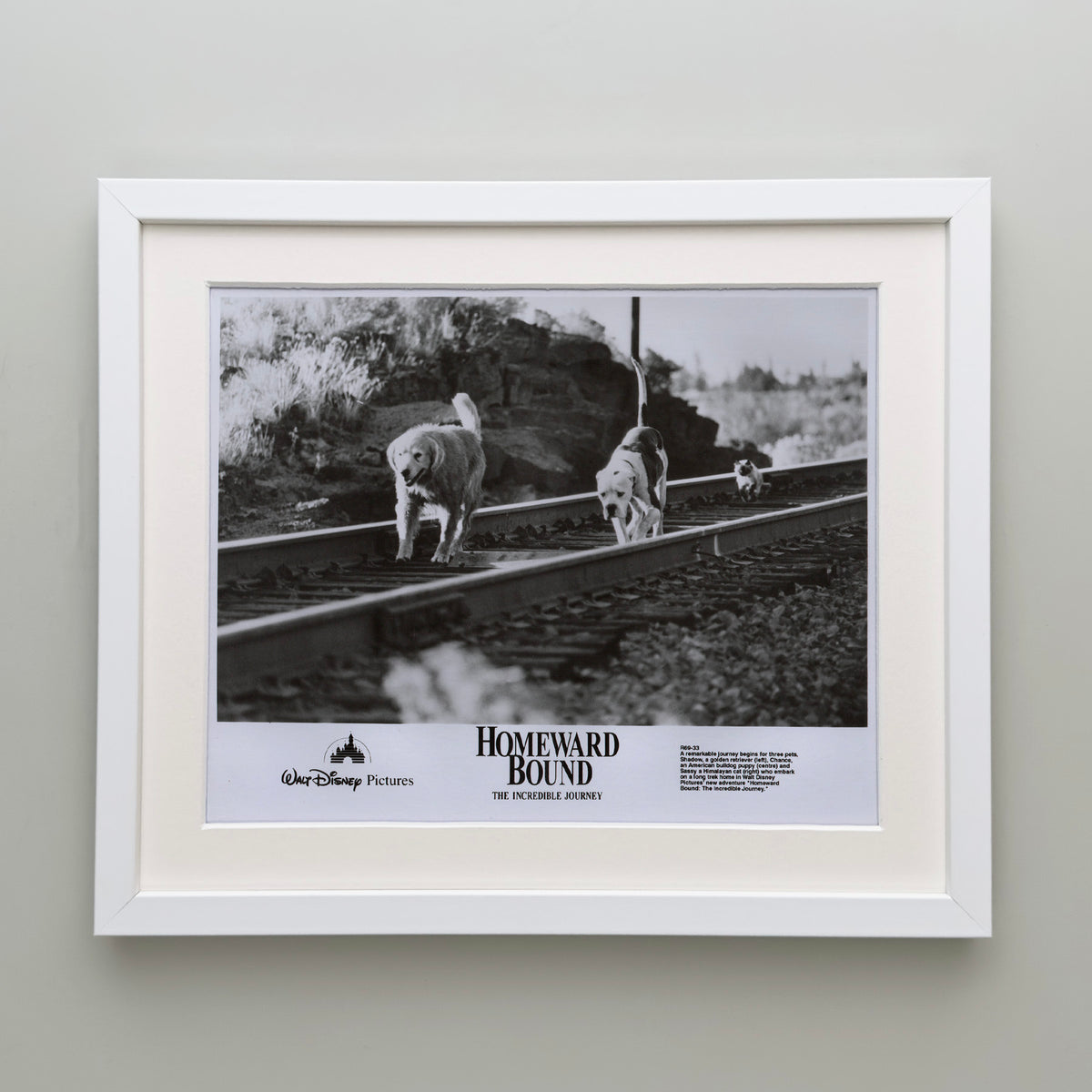 Homeward Bound 1993 Film Movie Press Publicity Still Framed