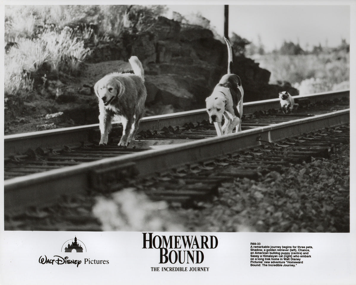 Homeward Bound 1993 Film Movie Press Publicity Still Framed