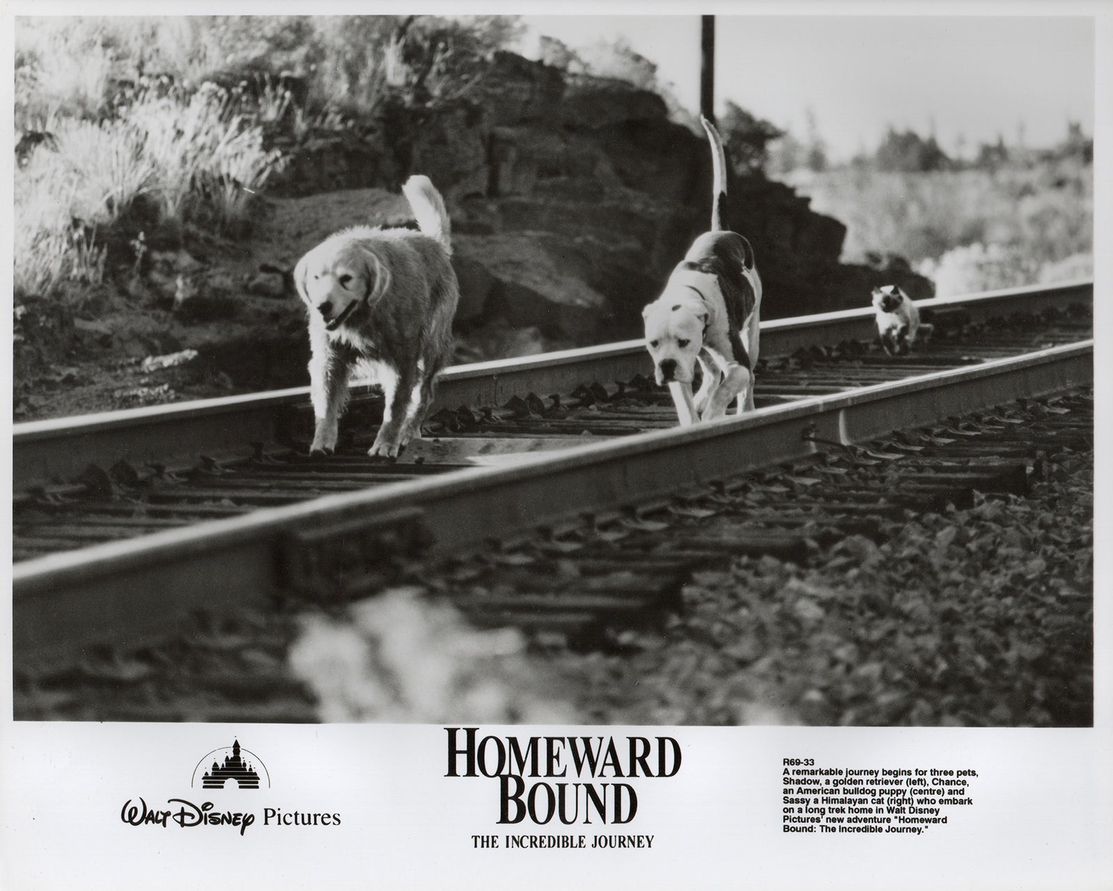 Homeward Bound 1993 Film Movie Press Publicity Still Framed
