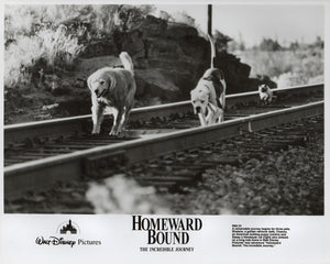 Homeward Bound 1993 Film Movie Press Publicity Still Framed