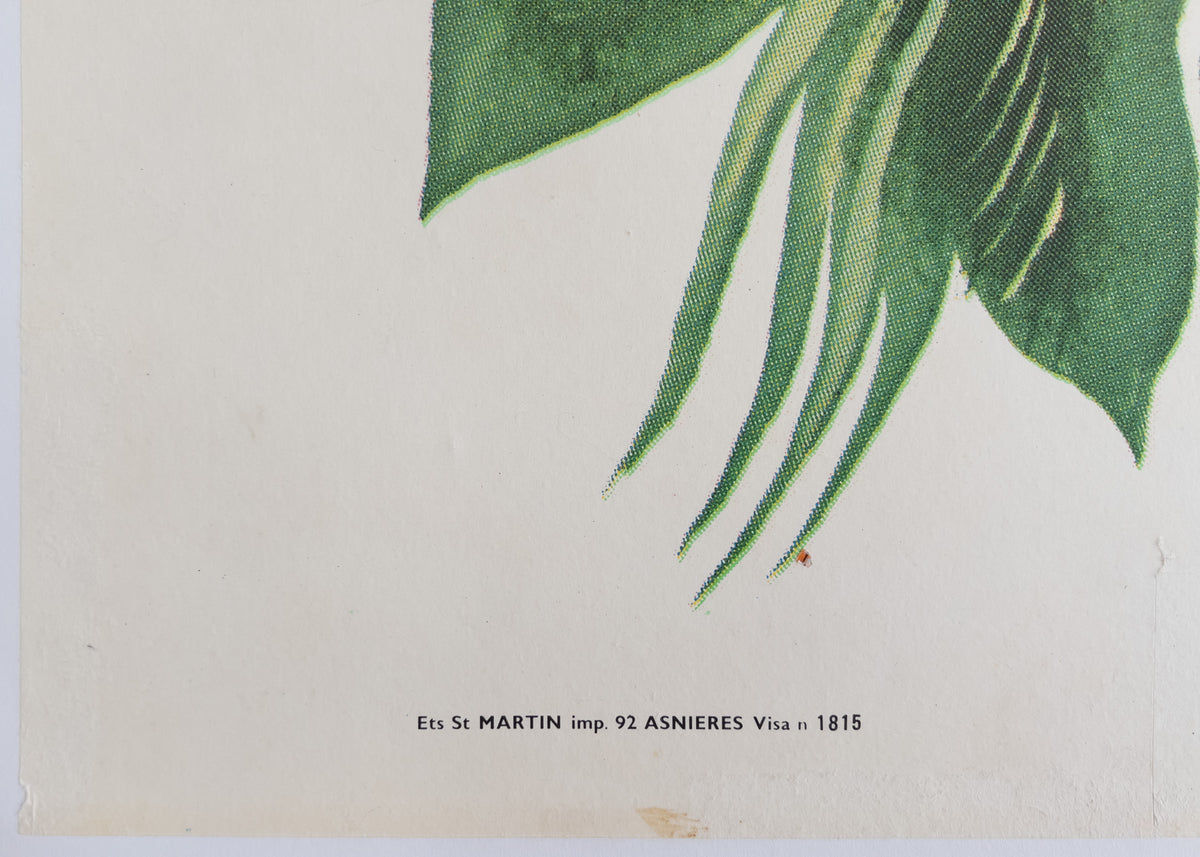 Peter Pan 1970s French Grande Film Movie Poster - detail